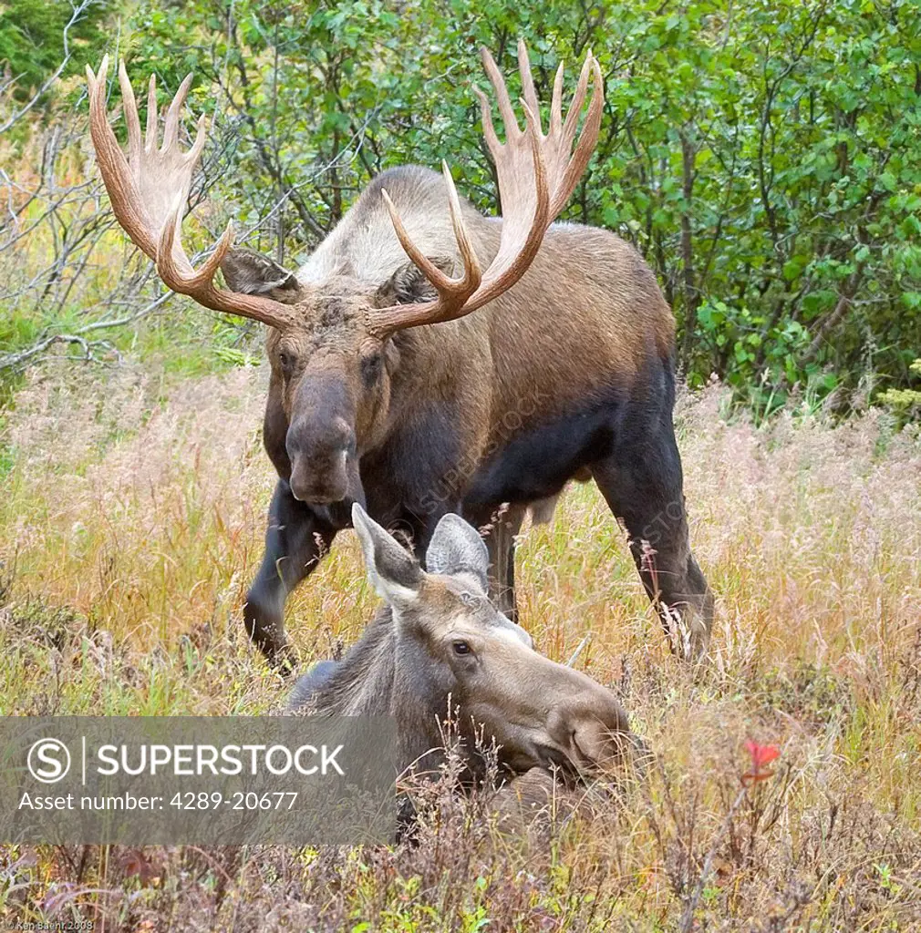 A large bull moose approaches a cow resting in his scent pit in the Glen Alps area of Chugach State Park, Southcentral Alaska, Fall