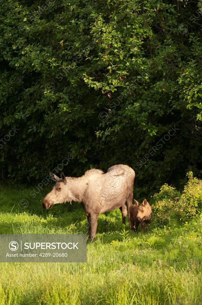 A cow moose and her calf browse through sedge grasses along Campbell Creek in the Anchorage Coastal Wildlife Refuge, Anchorage, Southcentral Alaska, S...