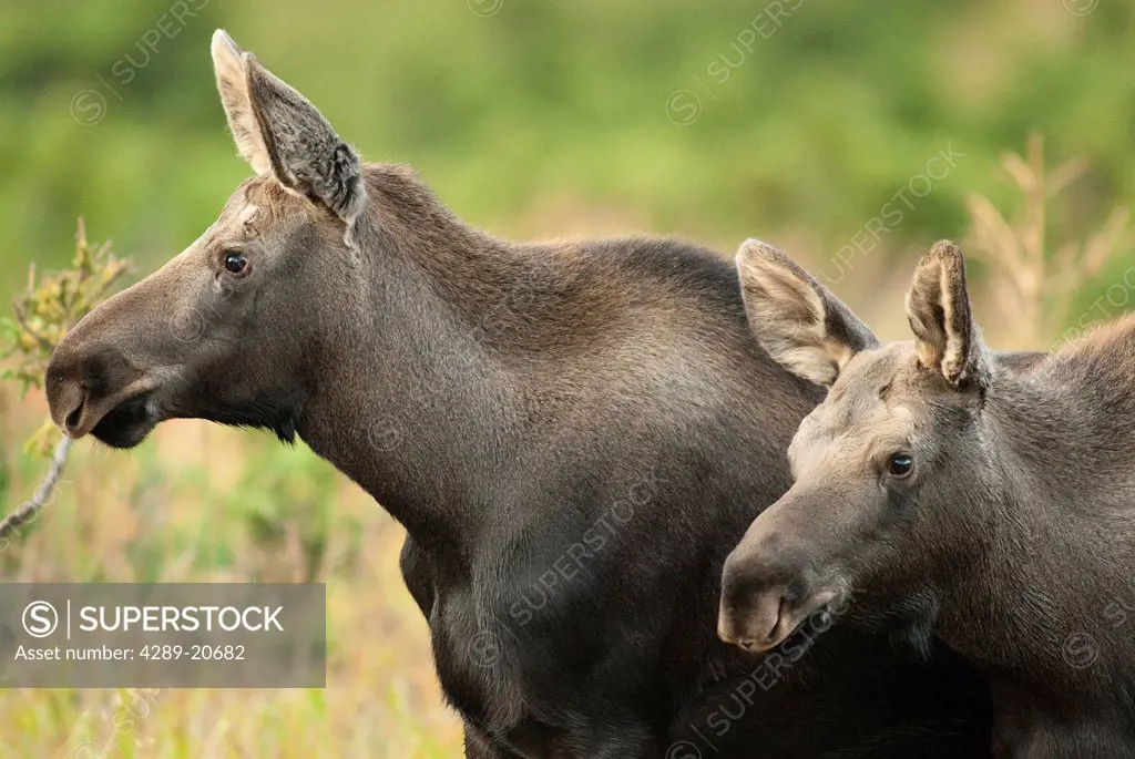 Profile view of a moose cow and her calf remaining alert during rutting season in Chugach State Park, near Anchorage, Southcentral Alaska, Fall/n