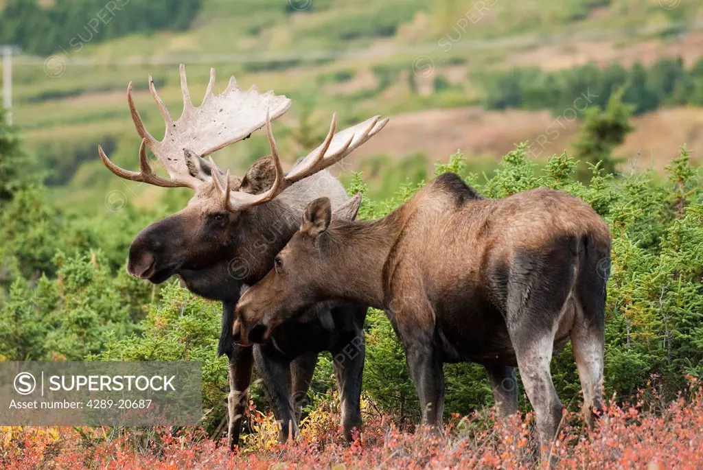 A bull moose examines a cow moose during the autumn rut in Chugach State Park near Powerline Pass above Anchorage, Southcentral Alaska, Fall/n