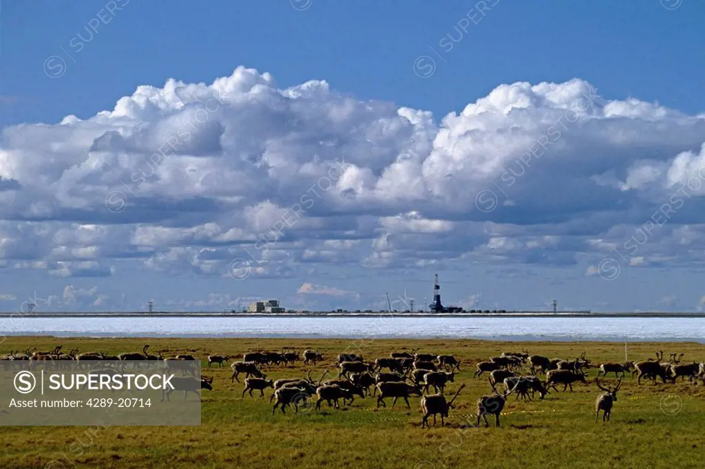 Arctic Caribou Prudhoe Bay Oil Fields North Slope AK Arctic summer scenic
