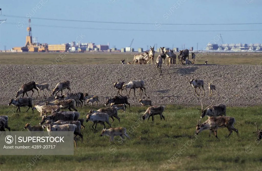 Caribou Using Man_Made Pipeline Crossing AR AK/nNorth Slope Prudhoe Bay