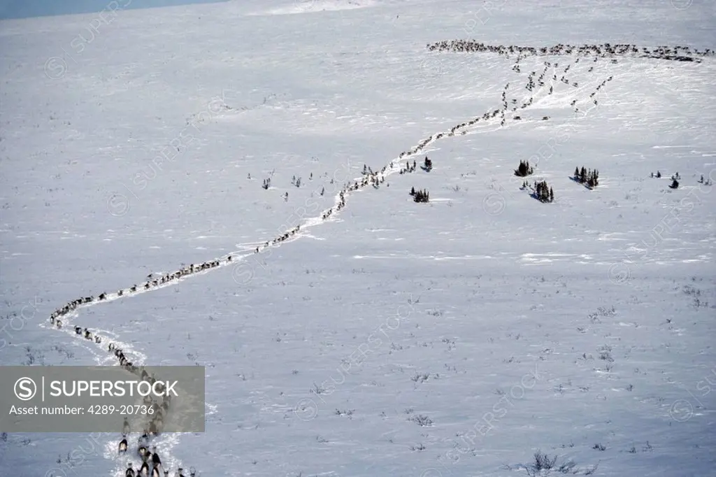 Porcupine Caribou Herd Migrates in Snow AR AK ANWR Brooks Range Winter