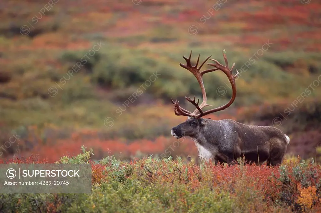 Bull caribou standing in tundra Denali NP Alaska during fall color change Interior