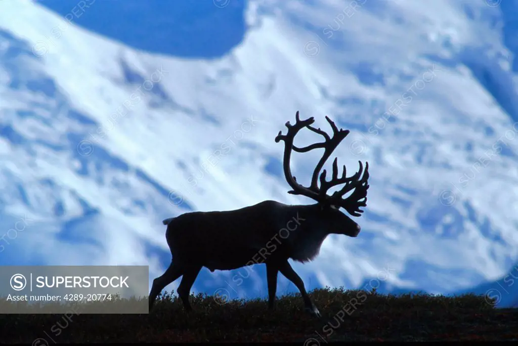 Adult Caribou Silhouette Mt McKinley Denali NP Int AK/nSummer