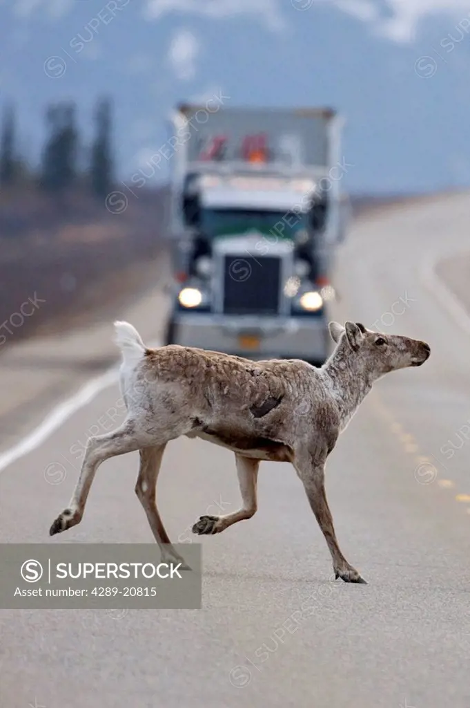 Caribou crossing highway with oncoming semi_truck near Cantwell in Interior Alaska during Spring