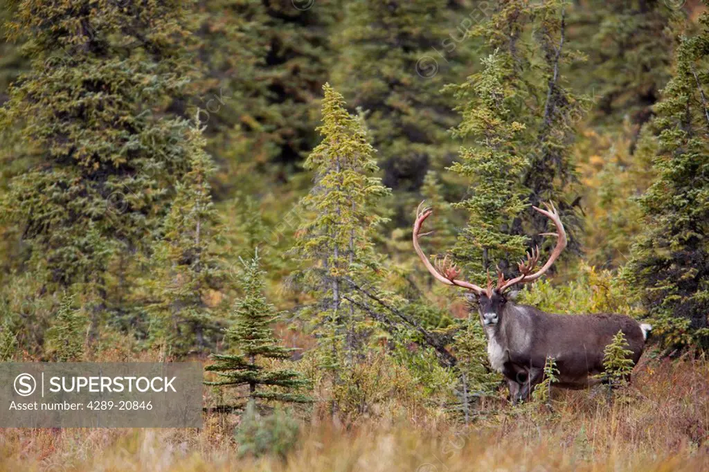 Bull caribou with freshly exposed antlers stands amongst Spruce trees during Autumn in Denali National Park, Interior Alaska