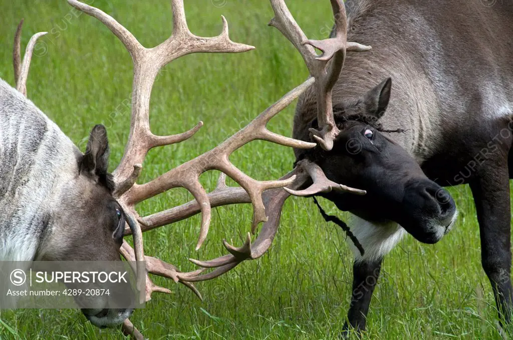 Barren Ground Caribou fighting during rut season at the Alaska Wildlife Conservation Center during Summer in Southcentral Alaska