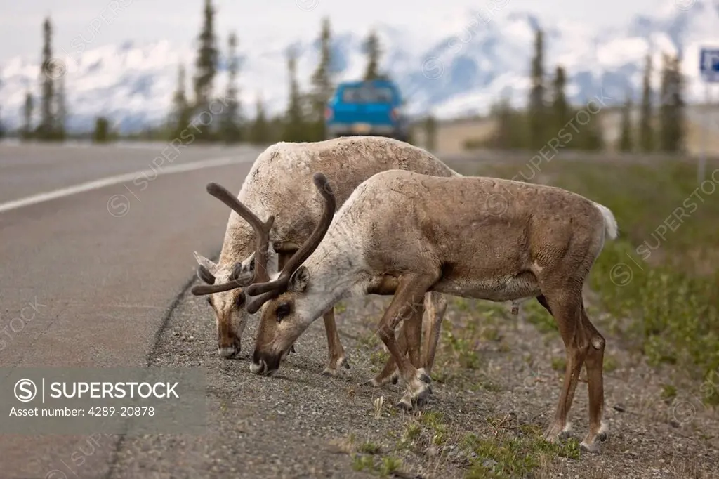 Caribou graze along the side the Parks Highway, Interior Alaska