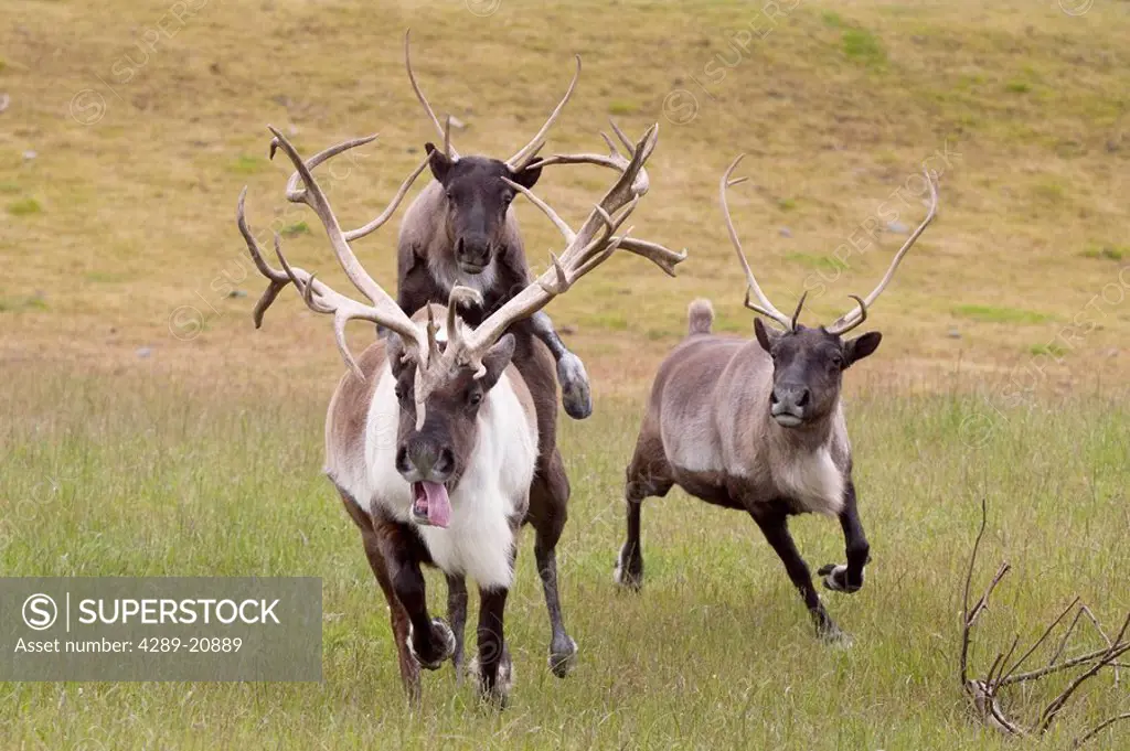 CAPTIVE: Two cow caribou chase off a bull at the Alaska Wildlife Conservation Center, Southcentral Alaska