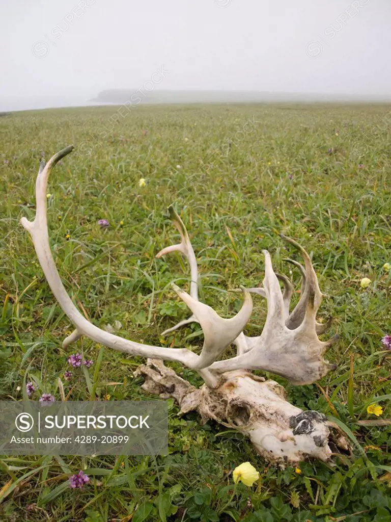 Close up of a reindeer skull, St. Paul Island, Southwest Alaska, Summer