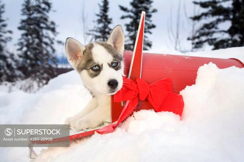 Siberian Husky puppy sits inside of a red mailbox with Christmas bow in Alaska