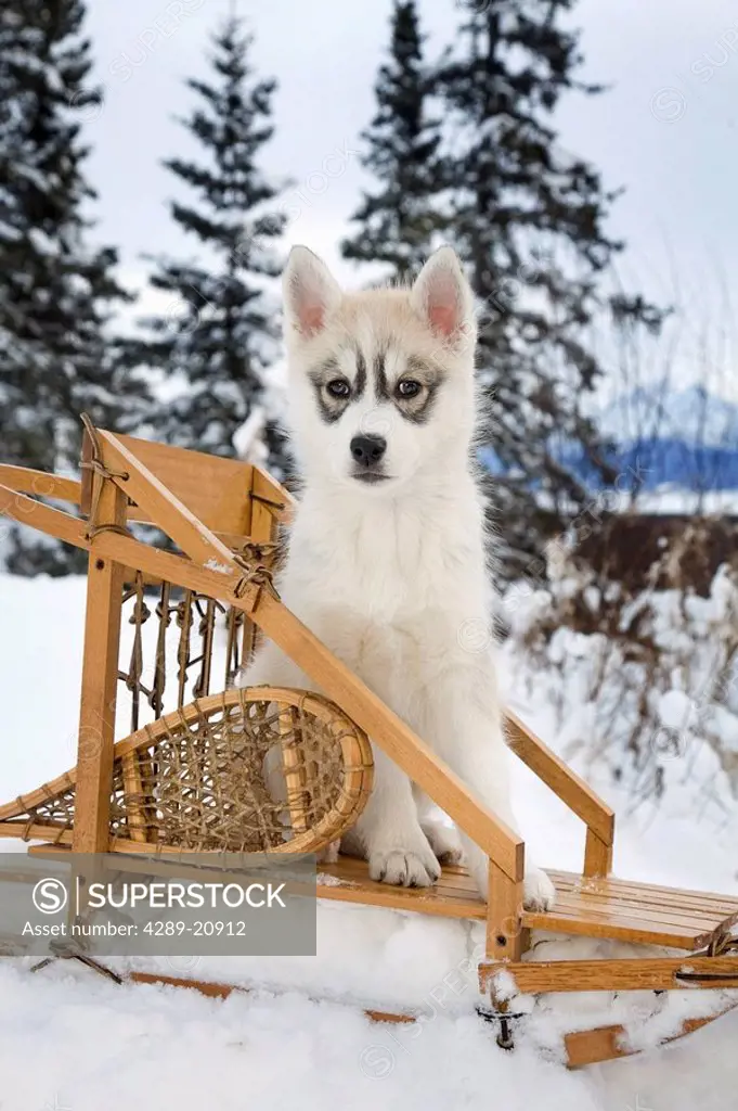Siberian Husky puppy sits in dog sled in snow Alaska