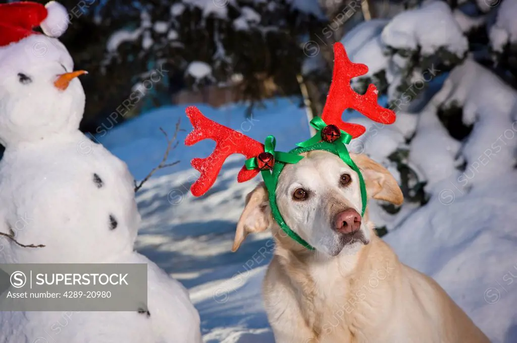 Dog wearing reindeer antlers with snowman, winter, Anchorage, Alaska.