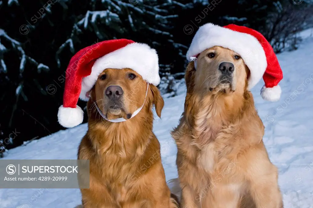 Golden Retriever Dogs outside wearing Santa hats in snow Homer Alaska Kenai Peninsula Winter