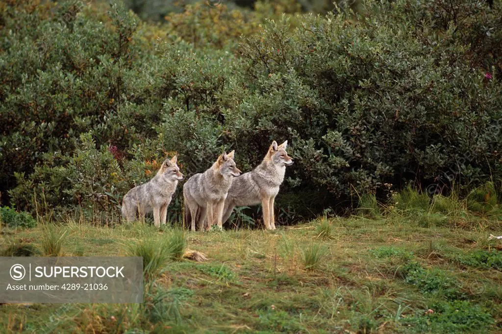 Alert Coyote siblings standing just outside of heavy brush Captive @ Big Game Alaska Summer