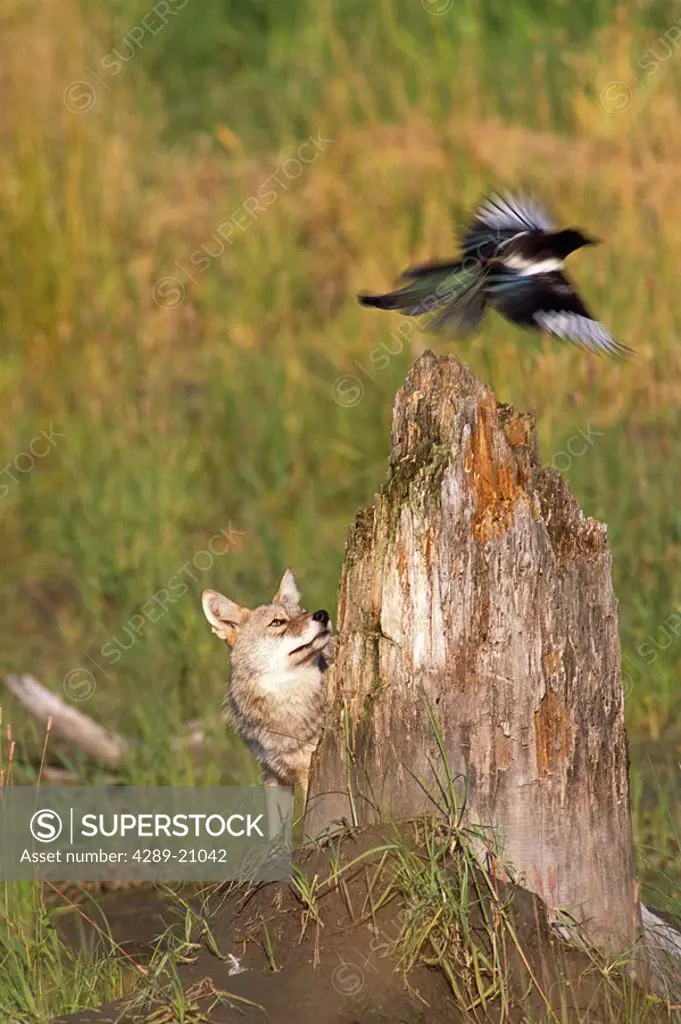 Coyote watching Magpie fly off of stump @ Big Game Alaska Captive Southcentral Alaska Summer