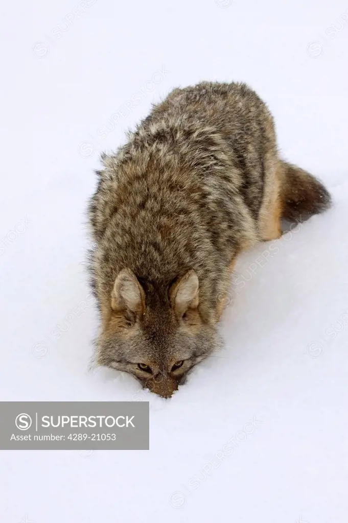CAPTIVE coyote buries its nose in snow to smell and search for food at the Alaska Wildlife Conservation Center, Southcentral, Alaska