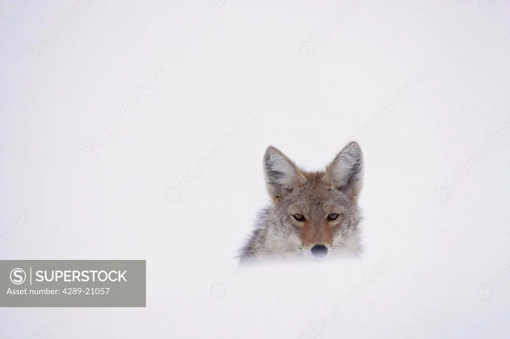 Coyote peering over a snow drift, Yellowstone National Park, USA, Winter