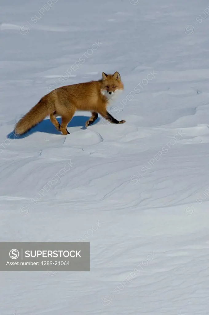 Red Fox walking on snowcovered tundra just outside of Nome, Alaska, Winter