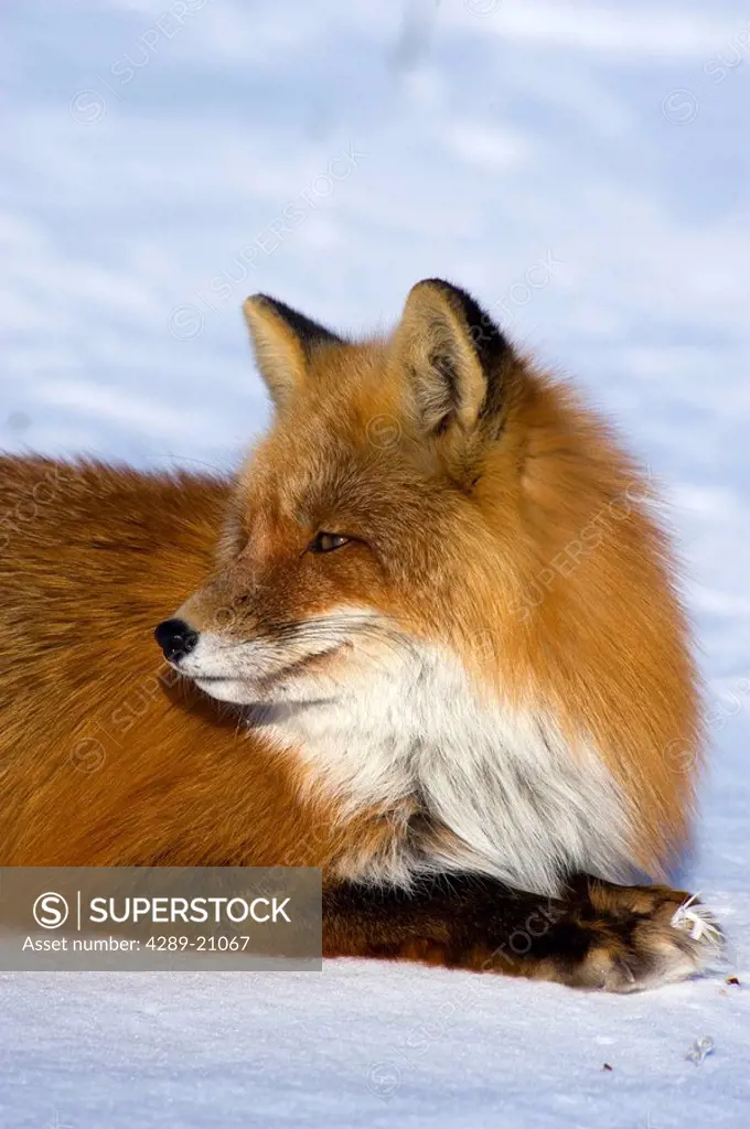Red Fox laying on snowcovered tundra near Nome, Alaska during Winter