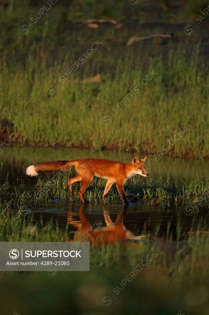 Red Fox Wading in Marsh near Sunset Captive AK SC Fall Big Game Alaska