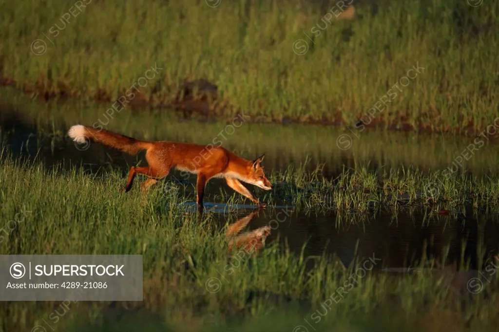 Red Fox Wading in Marsh near Sunset Captive AK SC Fall Big Game Alaska