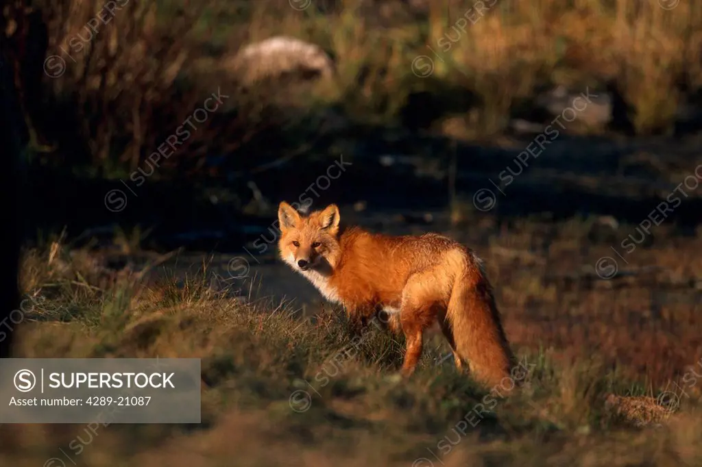 Red Fox near Sunset in Marshes SC AK Fall Captive Big Game Alaska