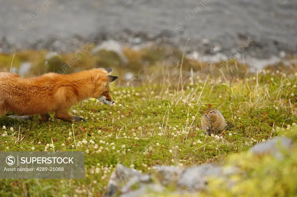 COMPOSITE Red Fox stalking a ground squirrel in Hatcher Pass, Southcentrel Alaska, Summer COMPOSITE