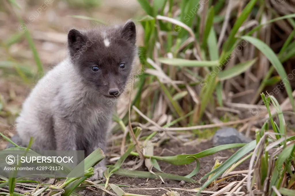 Close up of an Arctic Fox pup peering through grass, Saint Paul Island, Pribilof Islands, Bering Sea, Alaska, Southwestern, Summer