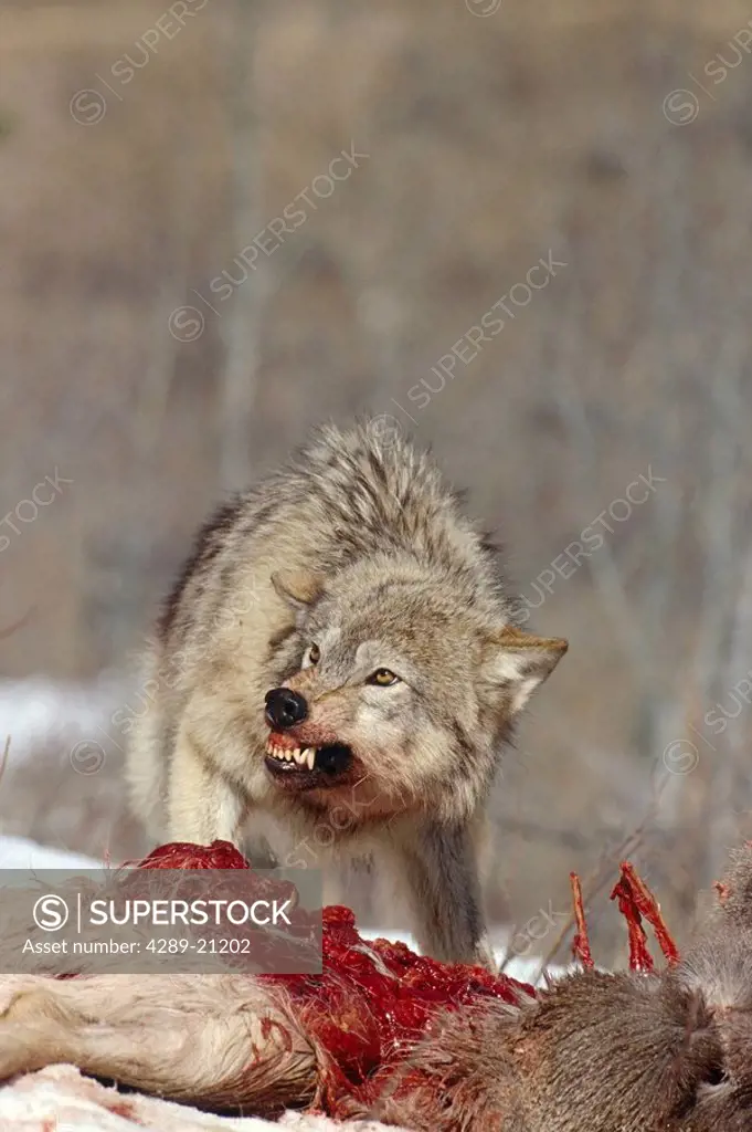 Grey Wolves Feeding on Deer Carcass Winter