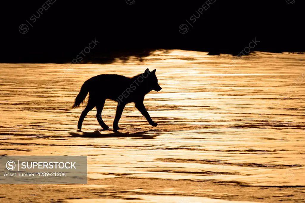 Silhouetted Archipelago Wolf trotting across snow field in evening sunlight Southeast Alaska Winter