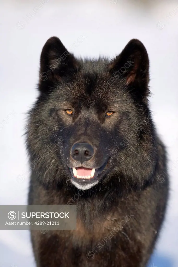 Close_up Archipelago Wolf in black color phase standing on snow field Southeast Alaska Winter Tongass Nat Forest