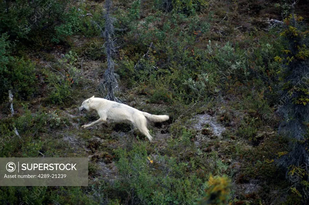 Aerial of Wolf Running in Nelchina Basin SC AK Summer