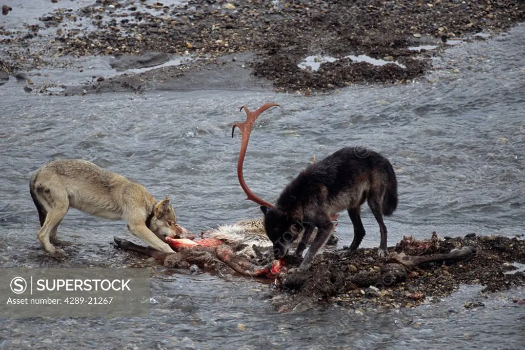 Wolves Feed on Caribou Carcass @ E Fork River AK Denali NP IN Summer