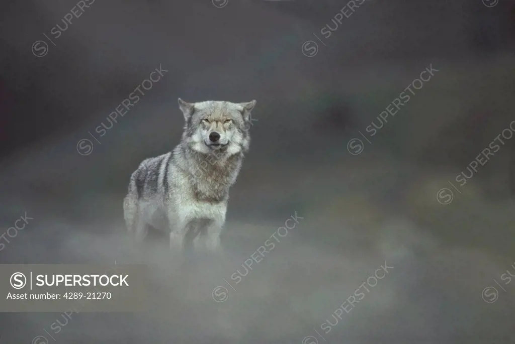 Gray Wolf in Denali National Park Interior AK