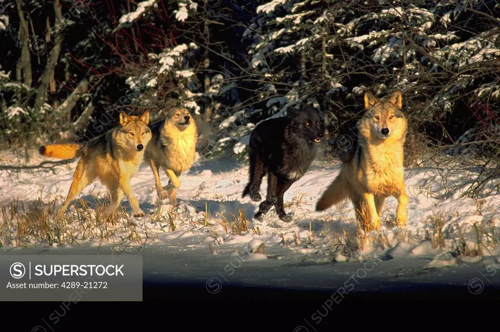 Wolf Pack running in snow Digital Image