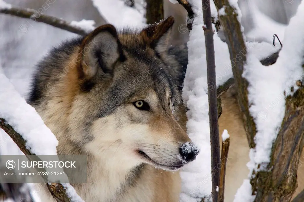 Close up portrait of adult gray wolf, Alaska Wildlife Conservation Center, Southcentral Alaska, Winter