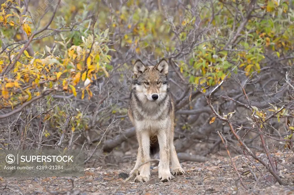 View of the Toklat Wolf pack´s alpha female standing among the fall foliage of Denali National Park, Interior Alaska, Fall