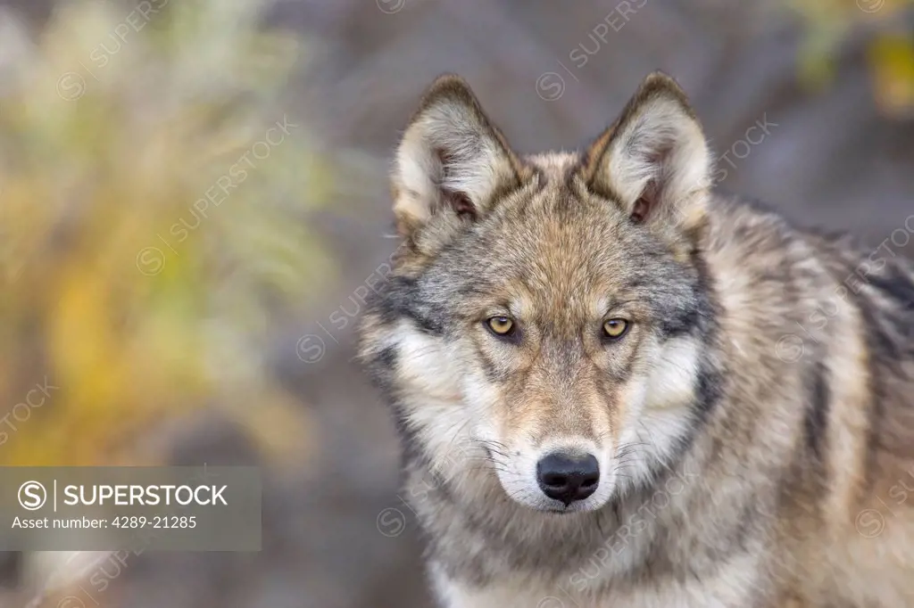 Portrait of the alpha female Grey Wolf Canis lupus of the Toklat pack, Denali National Park and Preserve, Interior Alaska, Fall