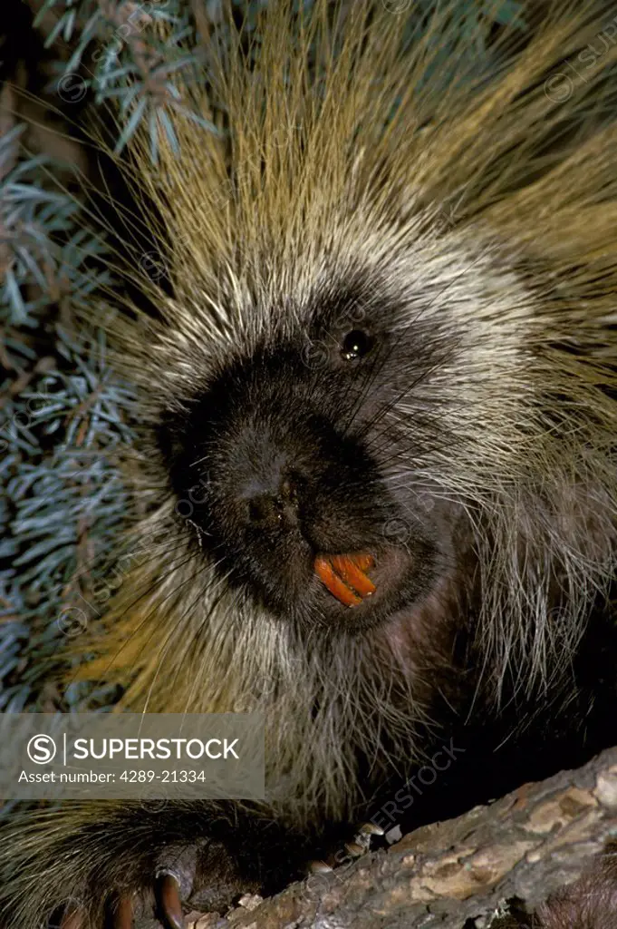 Close_up Porcupine in Spruce Tree Girdwood Summer SC AK