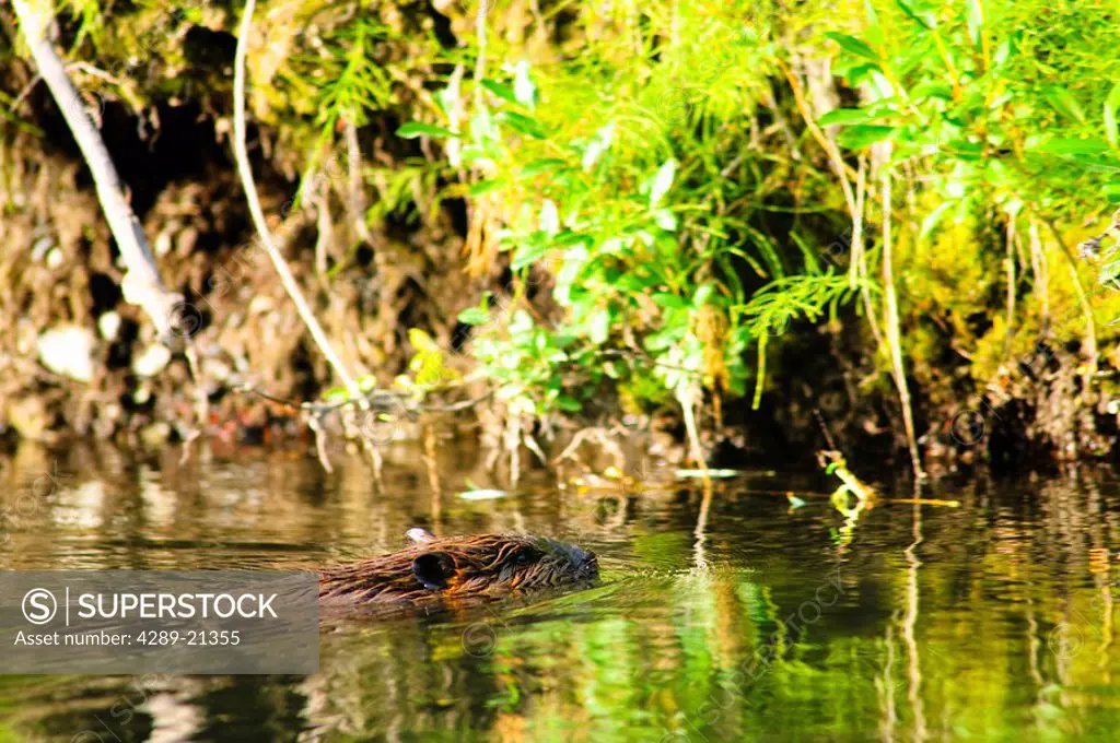A beaver swims in Jack Creek near Nabesna Road, Wragell Saint Elias National Park, Southcentral Alaska, Summer