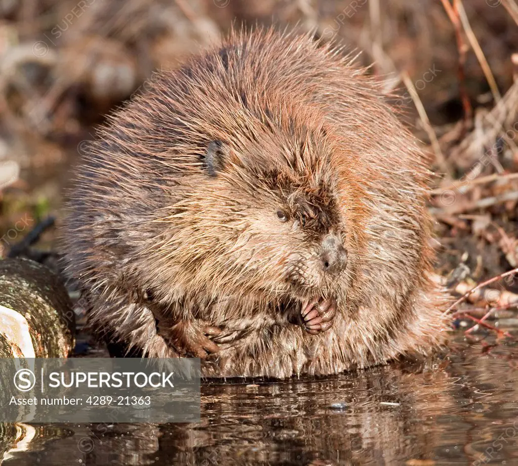 Close up of beaver grooming itself on the shore of Potter Marsh, Anchorage, Southcentral Alaska, Fall