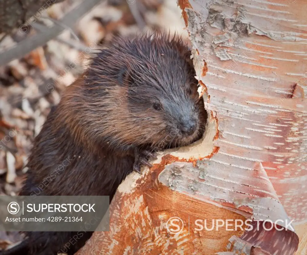 Close up view of a beaver gnawing on a birch tree near Potter Marsh, Anchorage, Southcentral Alaska, Fall