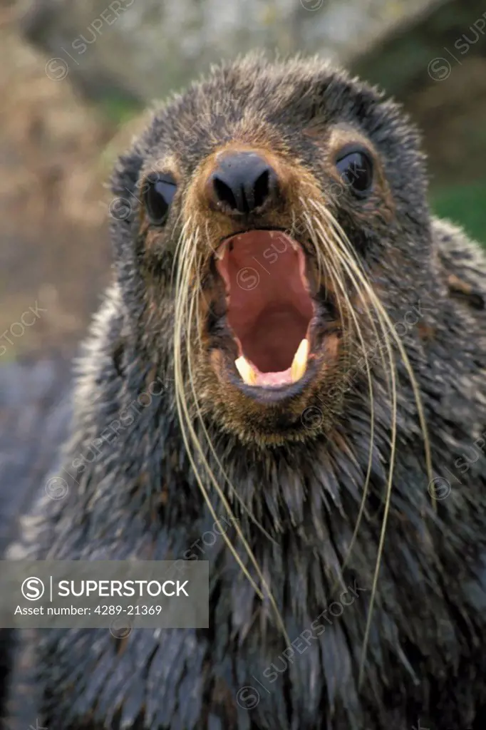 Portrait of Fur Seal Roaring Pribilof Is WE AK Summer Bering Sea