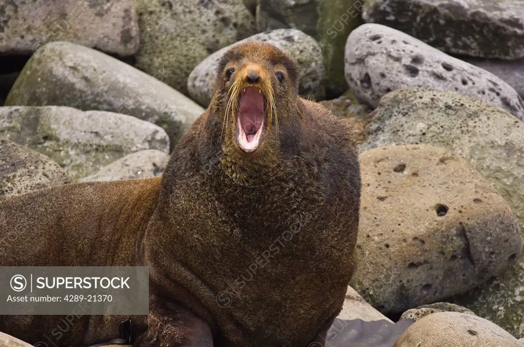 A bull Northern Fur Seal belches a warning to stay away, St. George Island, Pribilof Islands, Southwest Alaska