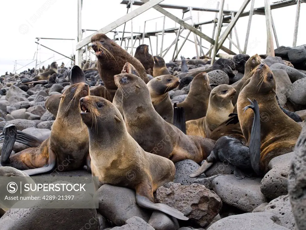 Group of Northern Fur Seals in the breeding rookery, St. Paul Island, Southwest Alaska, Summer