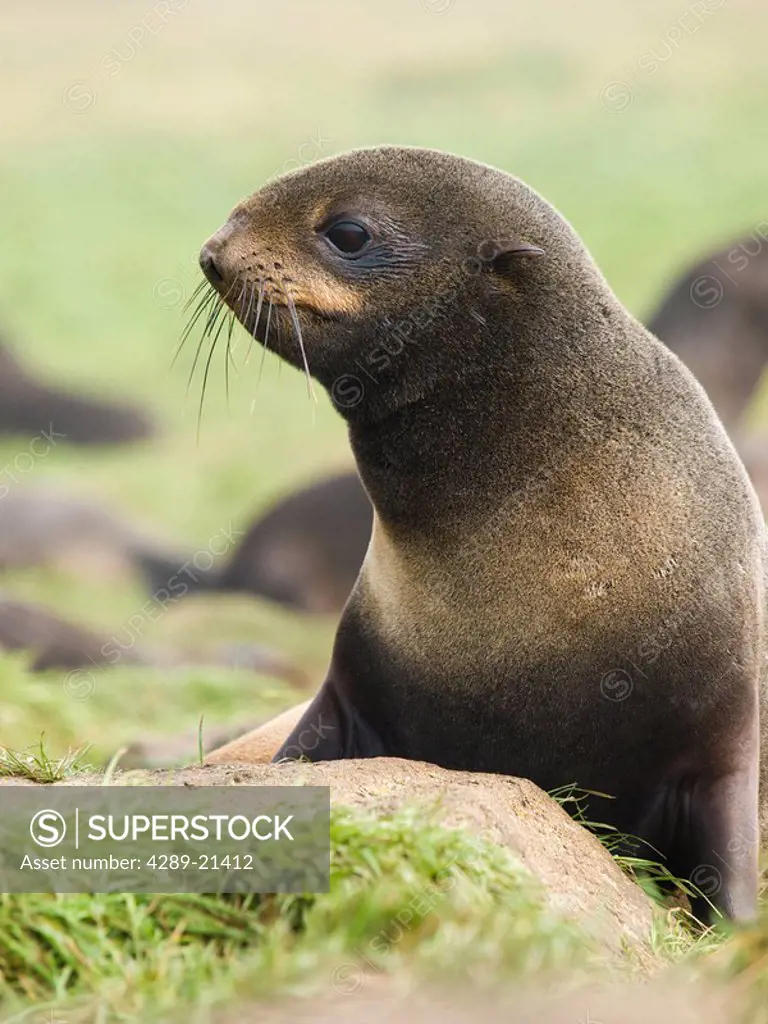 Portrait of Northern Fur Seal juvenile male, St. Paul Island, Southwest Alaska, Summer