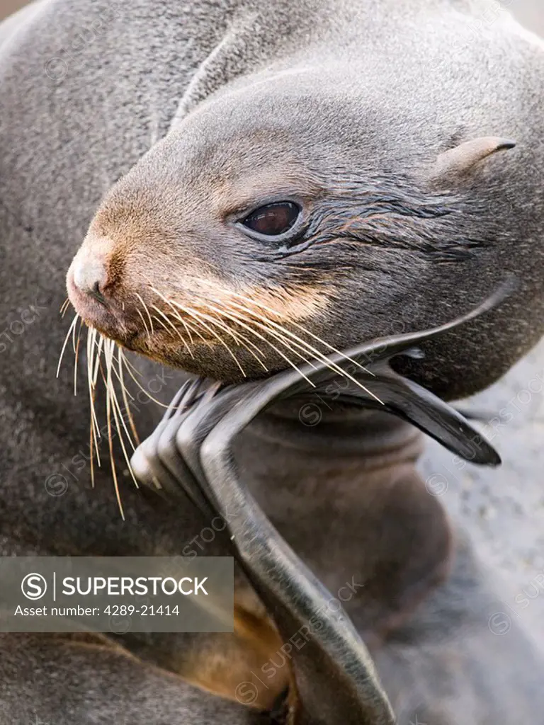 Close up of a female Northern Fur Seal grooming herself, St. Paul Island, Southwest Alaska, Summer