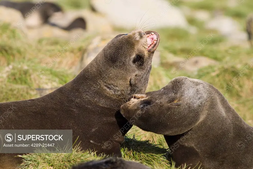 Juvenile male Northern Fur Seals play fighting, St. Paul Island, Southwest Alaska, Summer